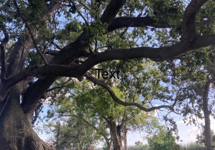 OLD OAK